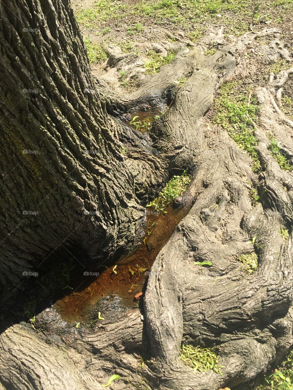 Trunk roots and water