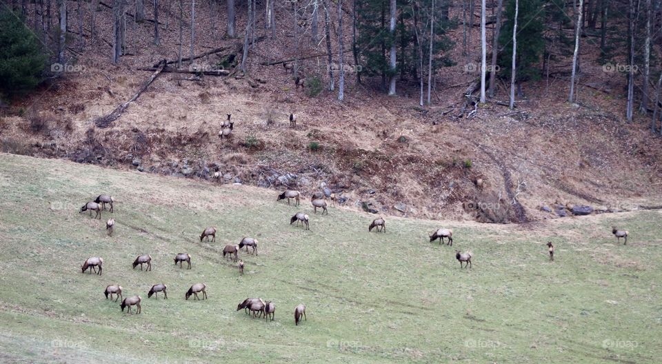 Elk at Sinnamahoning State Park