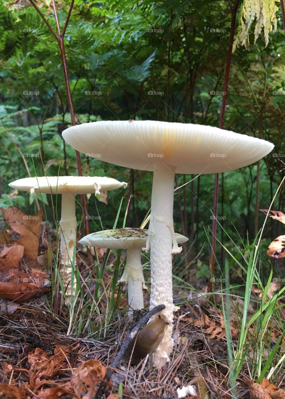 Mushroom, Fungus, Nature, Wood, Fall