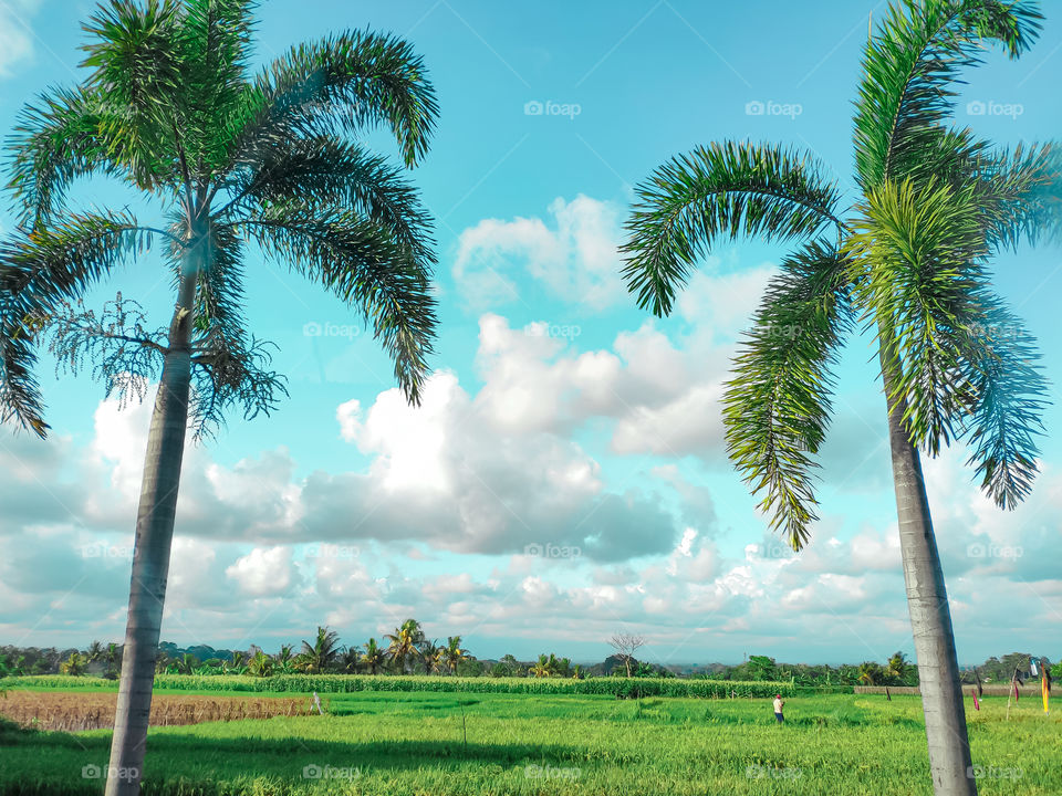 Beautiful Rice Field and Beautiful sky. It's perfect time to enjoy the scenery