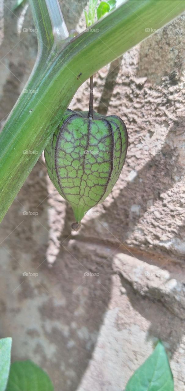 ciplukan fruit that is still young is green