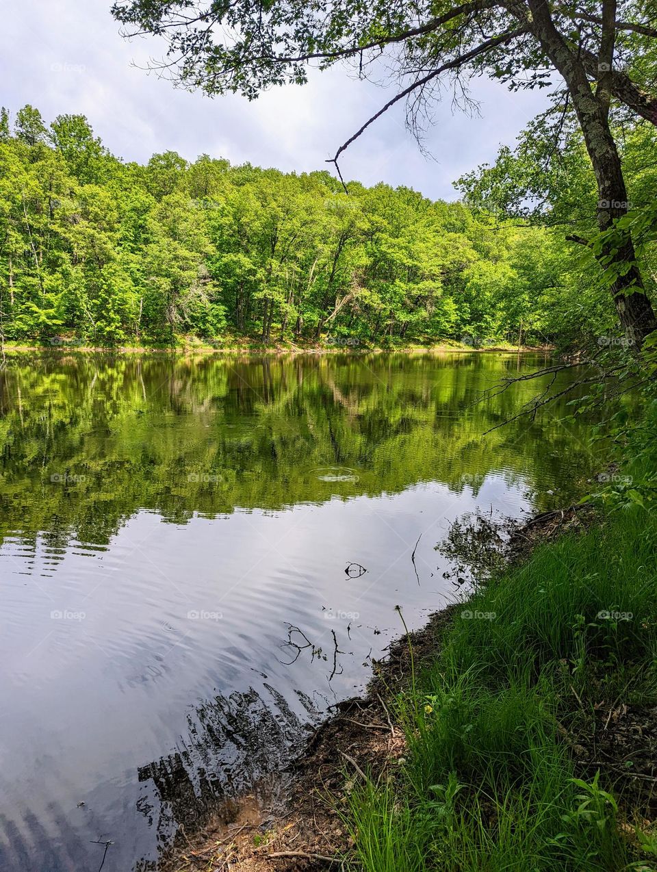 Woods by lake