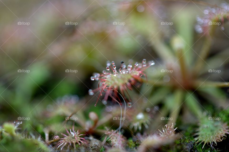 closeup of sundew canivorous plant - find me on Instagram under atenakomar