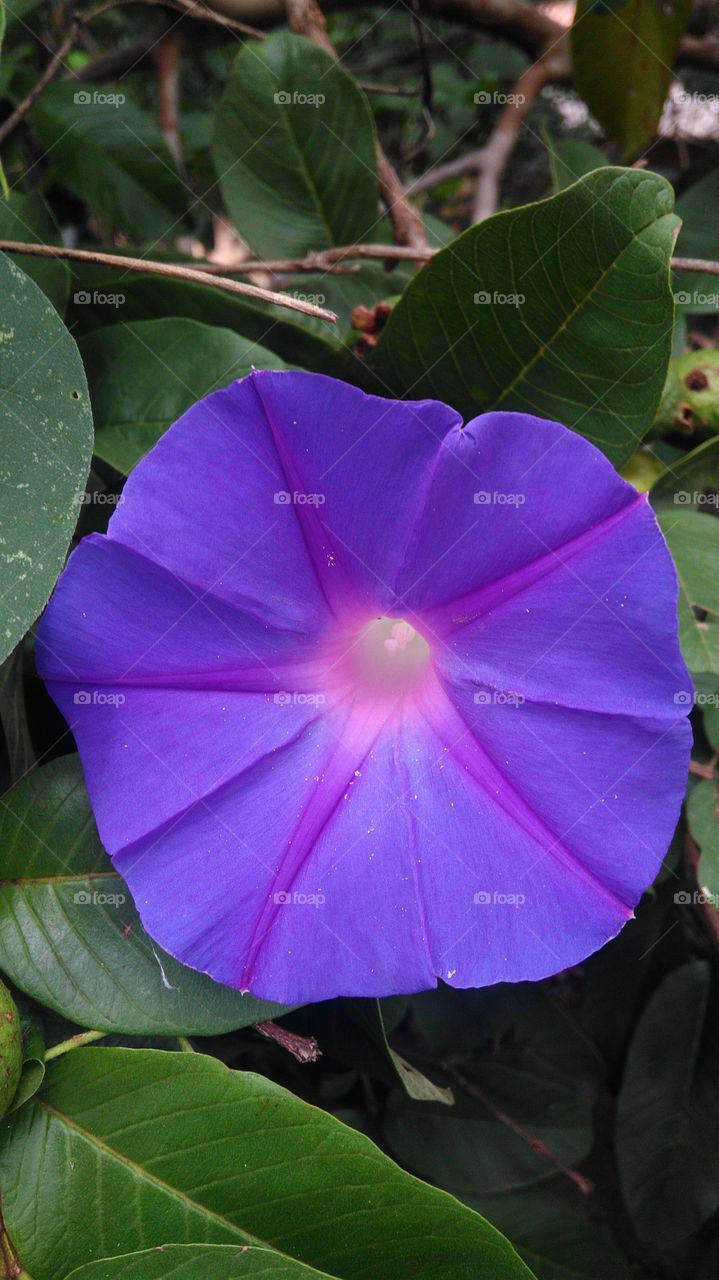 majestosa e encantadora