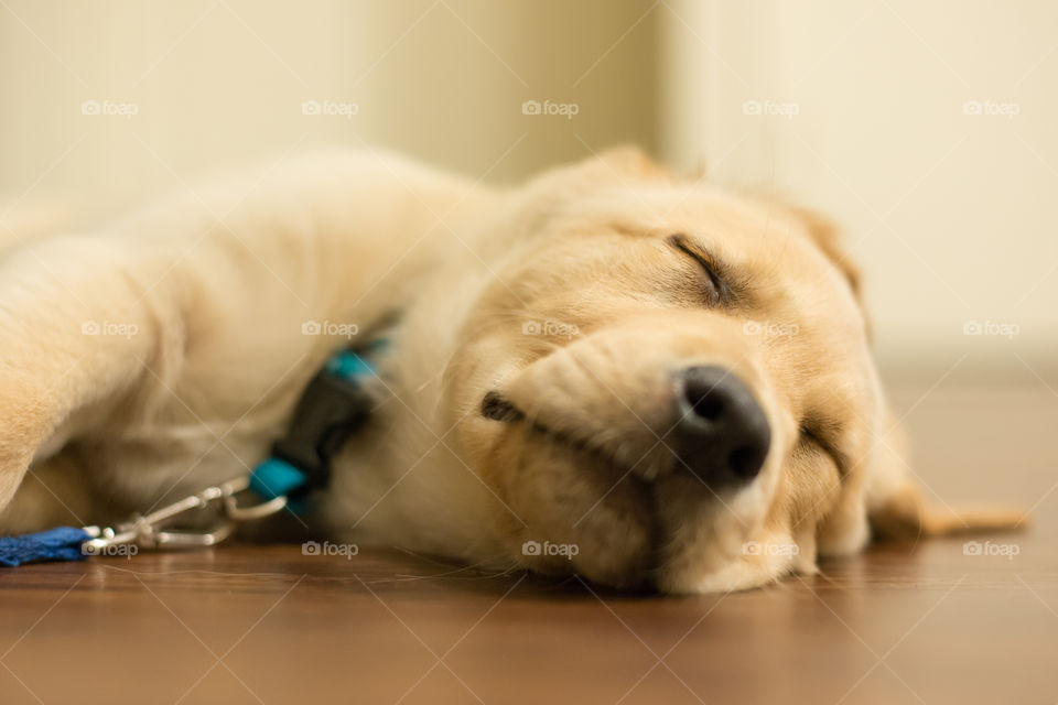 Labrador puppy sleeping on floor