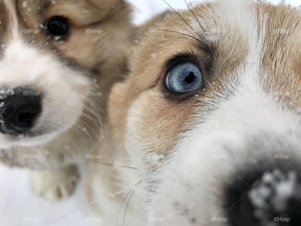 Snow puppy 