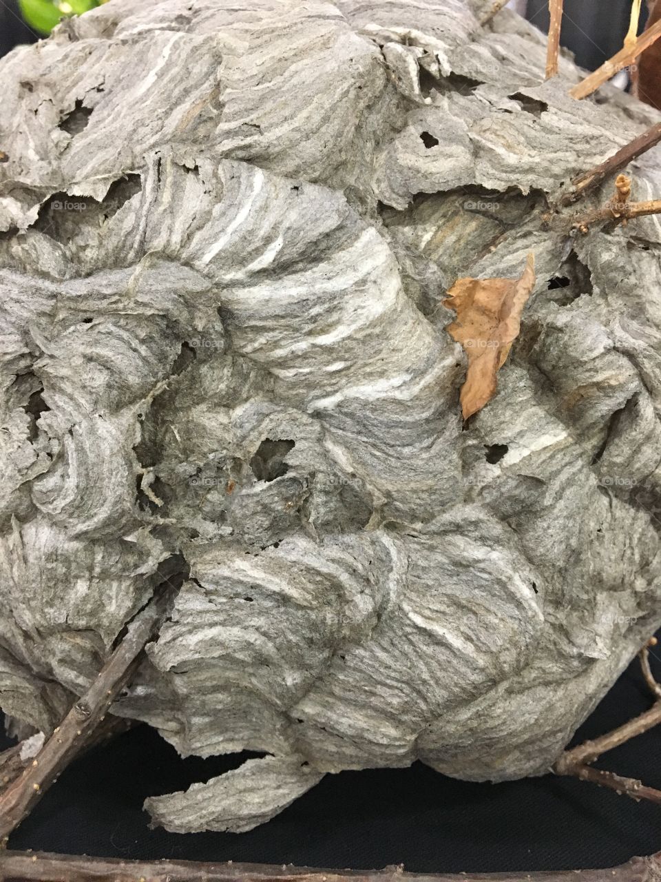 Wasp nest
