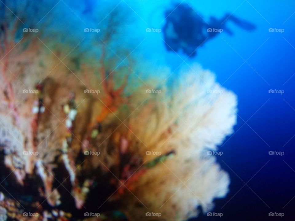 Underwater photos