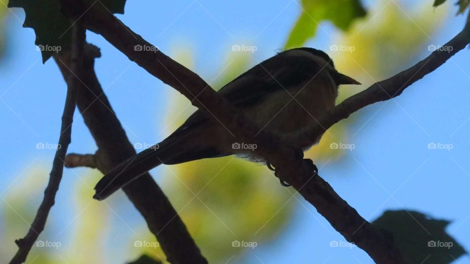 Chickadee Silhouette sky