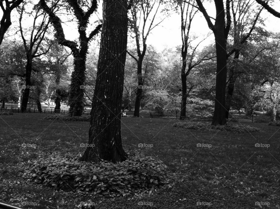 Black and white trees