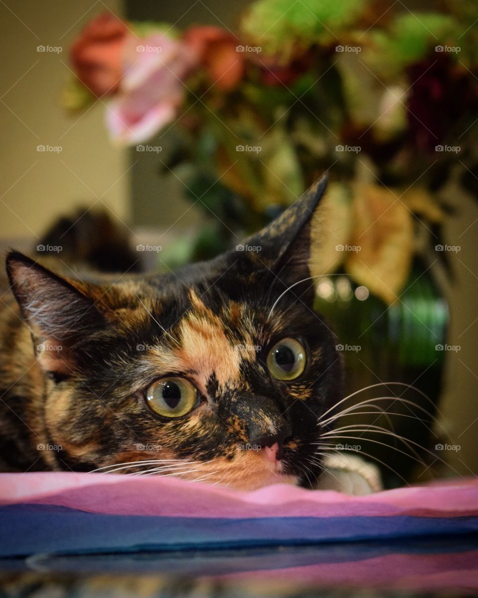 Silly kitty stalking her favorite toy, tissue paper! Playfully posing for the camera! 