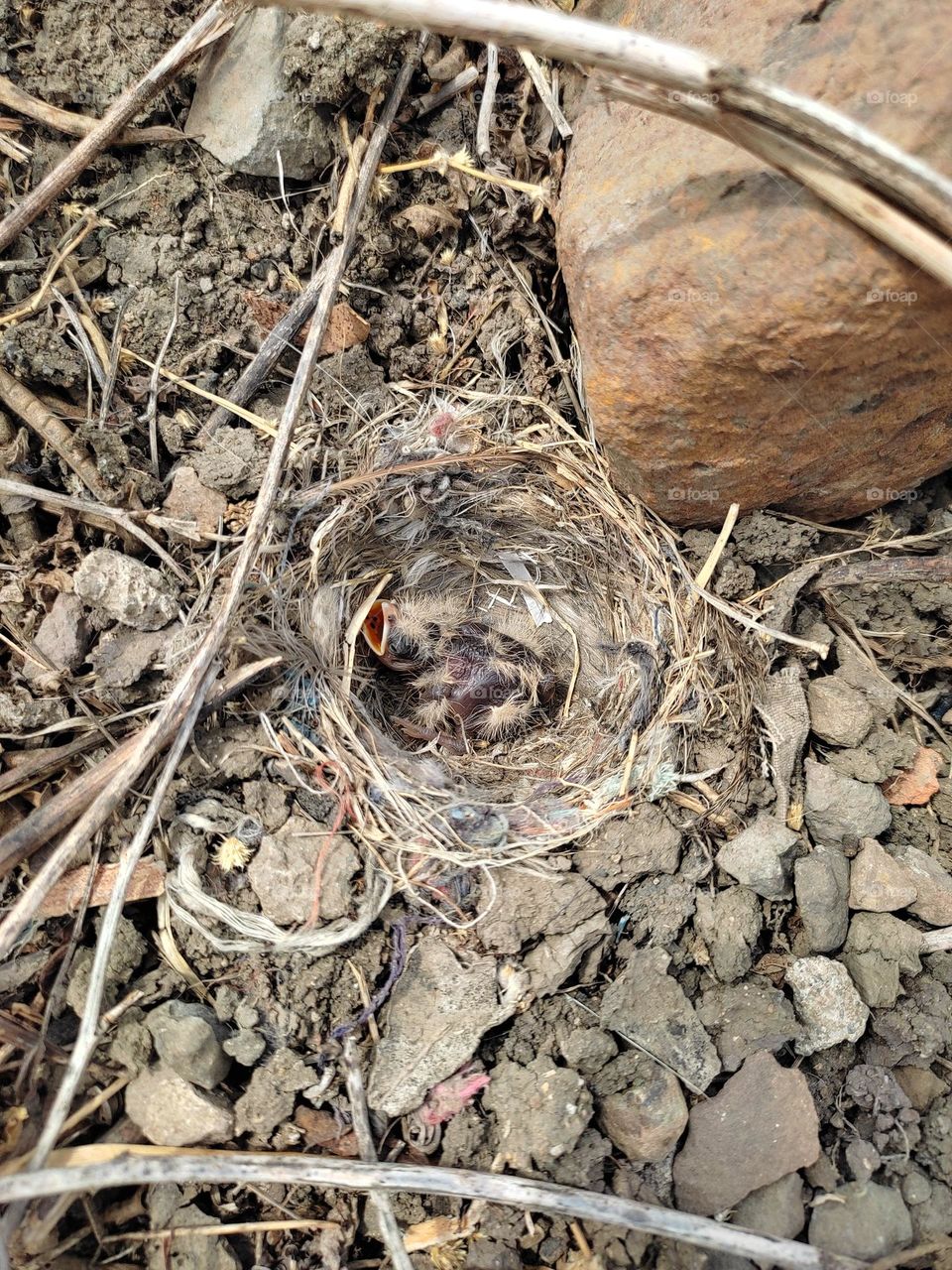 nestling of ashy-crowned sparrow lark.