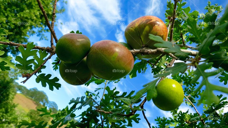 Oak Tree fruit 