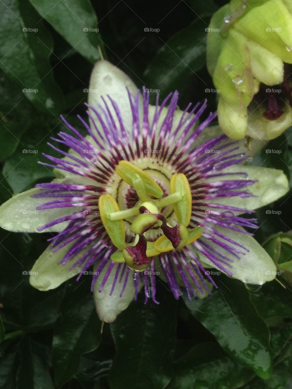 Passionflower