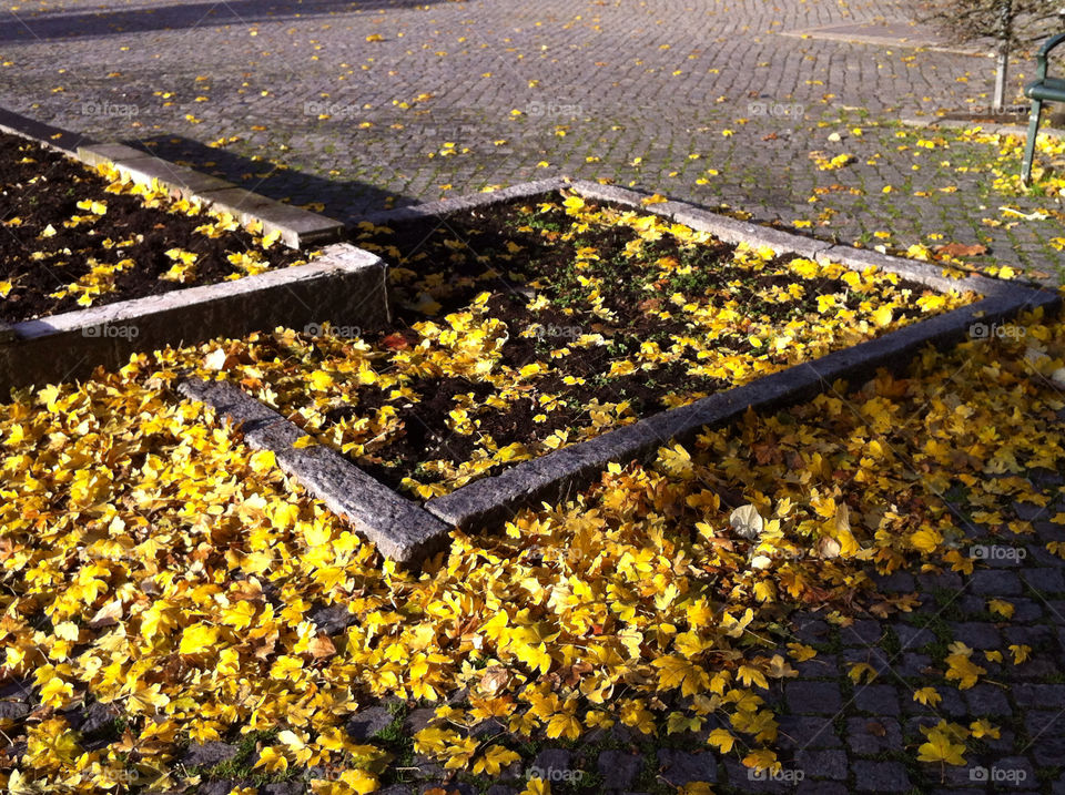 leaves autumn löv höst by ingrid13