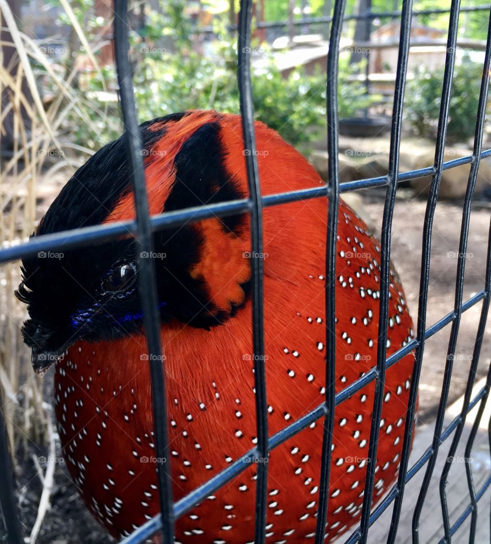 Satyr Tragopan - Turtle Back Zoo NJ