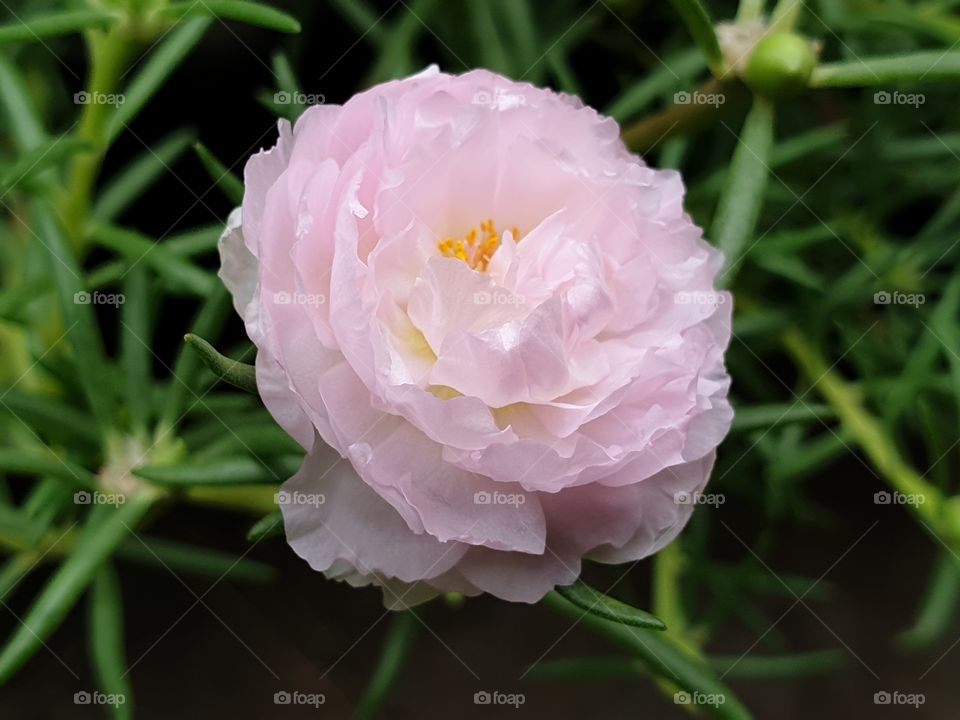 the Portulaca Grandiflora