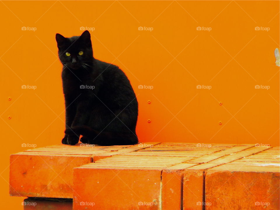 black cat on an orange wall