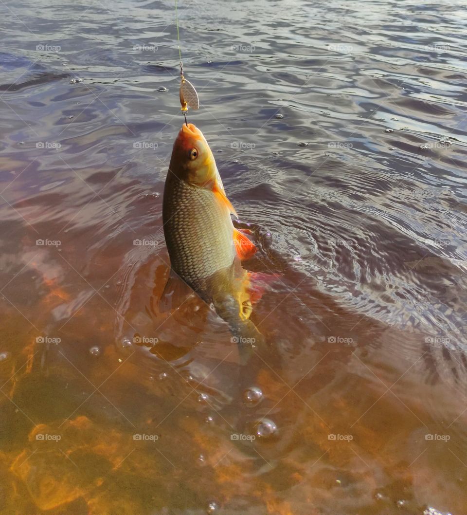 I think it’s the best outdoor activity ever. Both adults and children like it. There are many reasons why fishing has become so popular. First of all, it’s a great pleasure when you make an effort and catch a big fish. Secondly, fishing is useful for