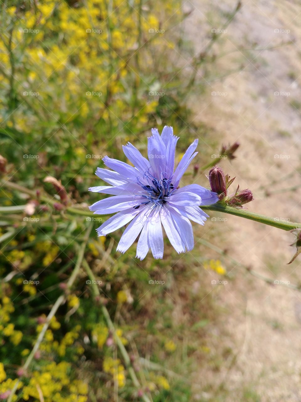 blume blau wiee Sommer Wiese kornblume