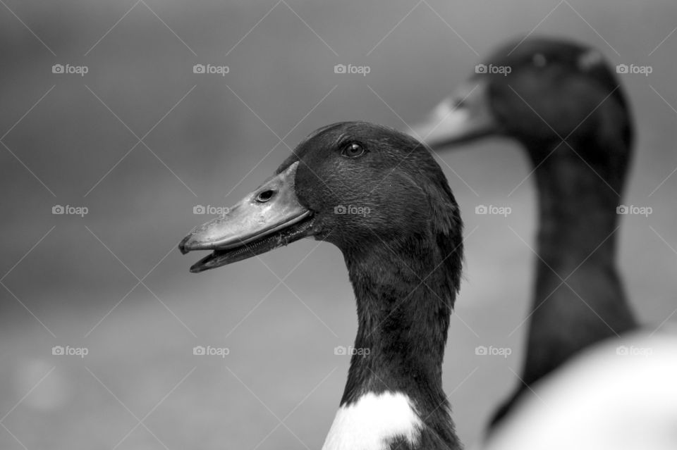 Close-up of ducks