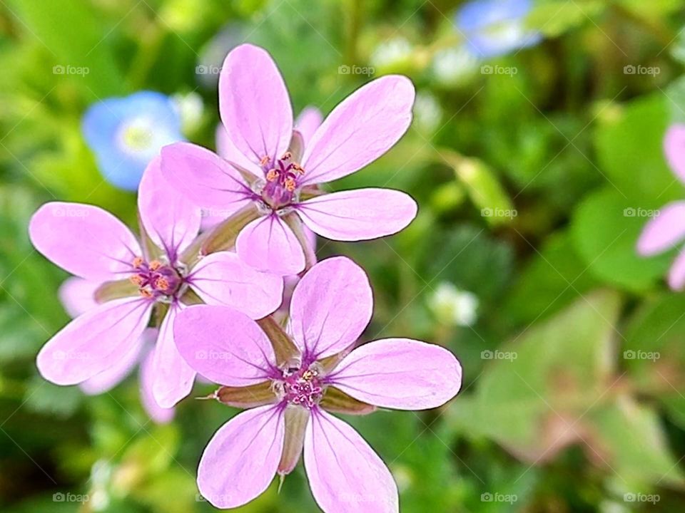 colorful and delicate colors of nature