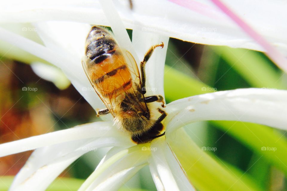 Bee on a white flower