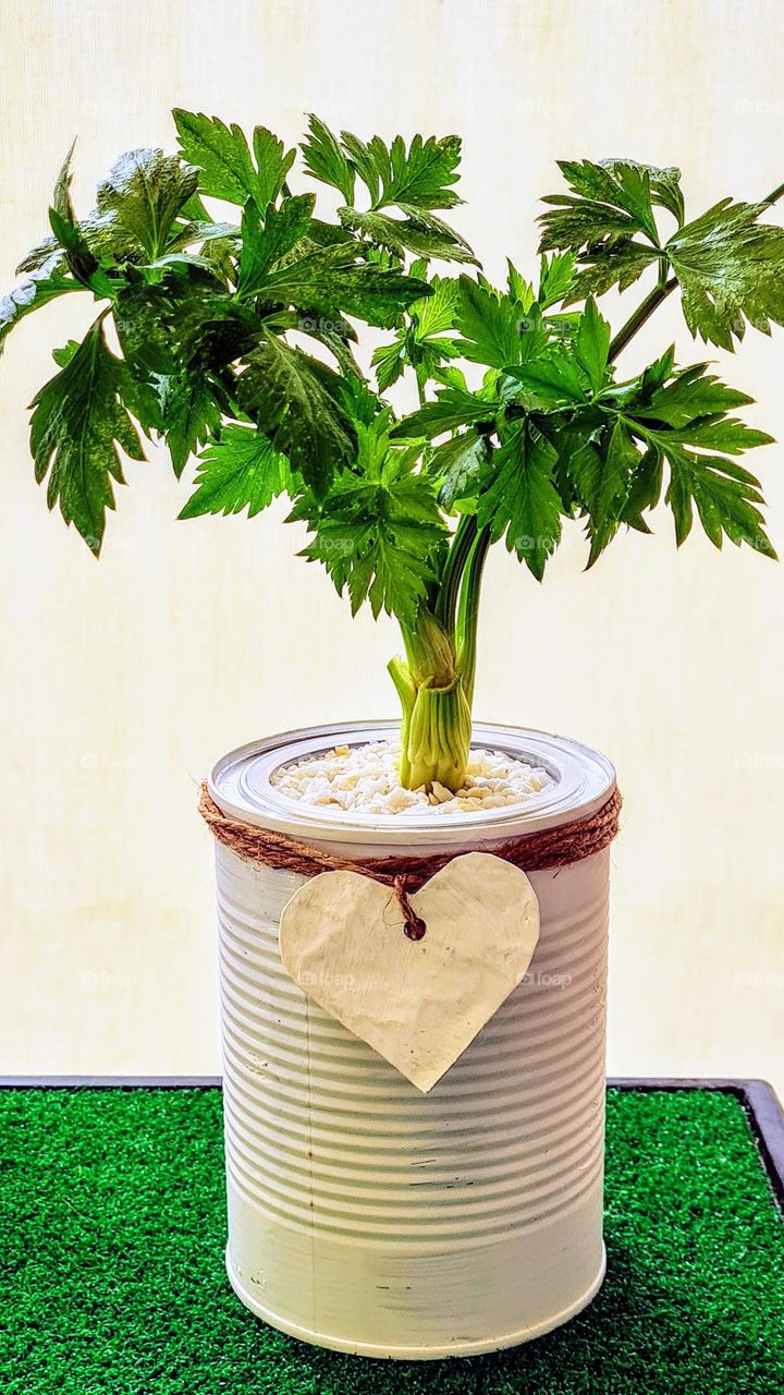 Recycled tin and plastic cup planter. Celery grown from the stalk!