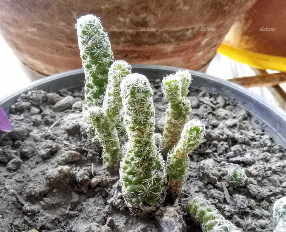 Little cactus on a yard pot. That's their maximum growth level.
