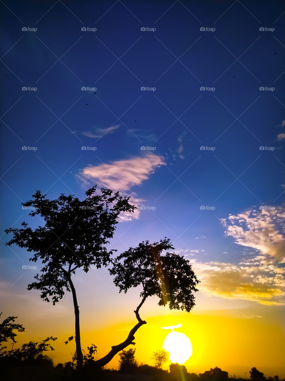 Landscape view in sunset and  trees plantation and mist, background, at Rajasthan, India.