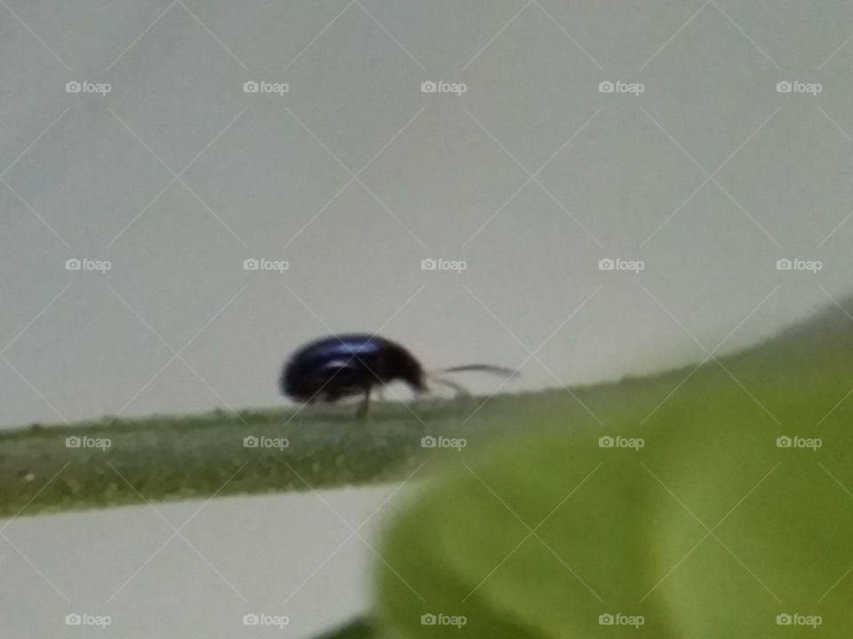 tiny black beetle on green leaf stalk