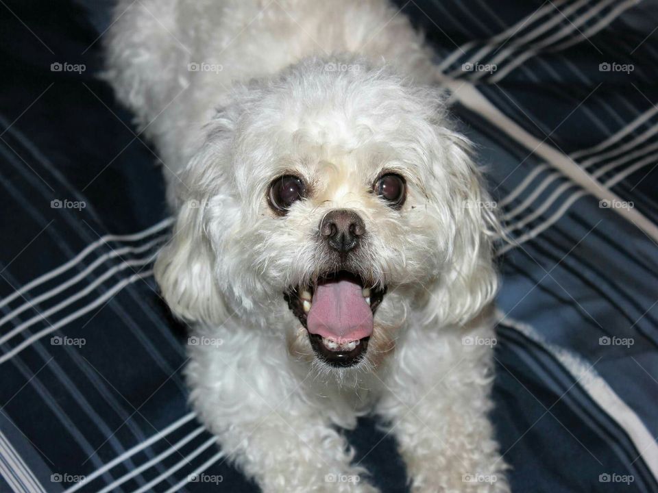 Portrait of white dog sitting on bed