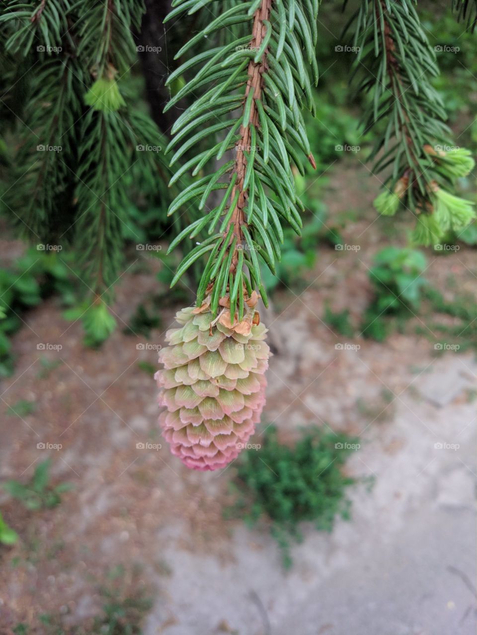 Young cone