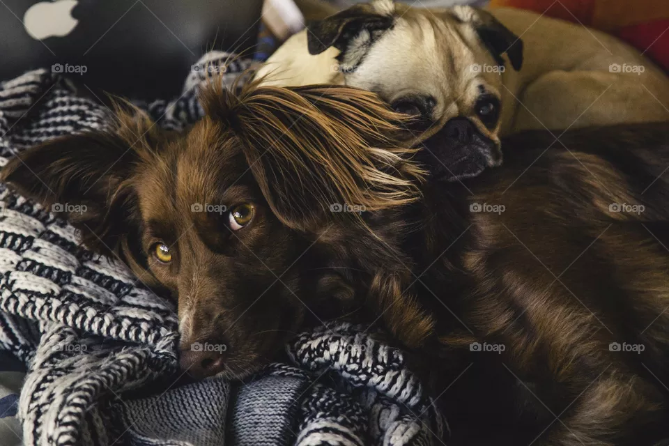 dog07