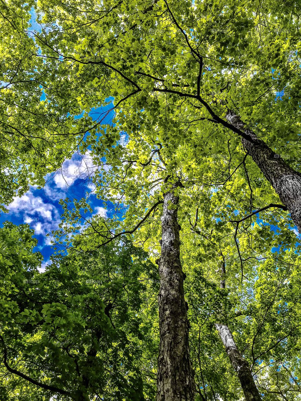 Blue skies and tall trees
