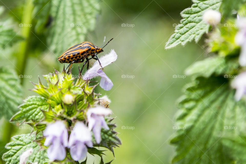 Graphosoma lineatum (Linnaeus, 1758)