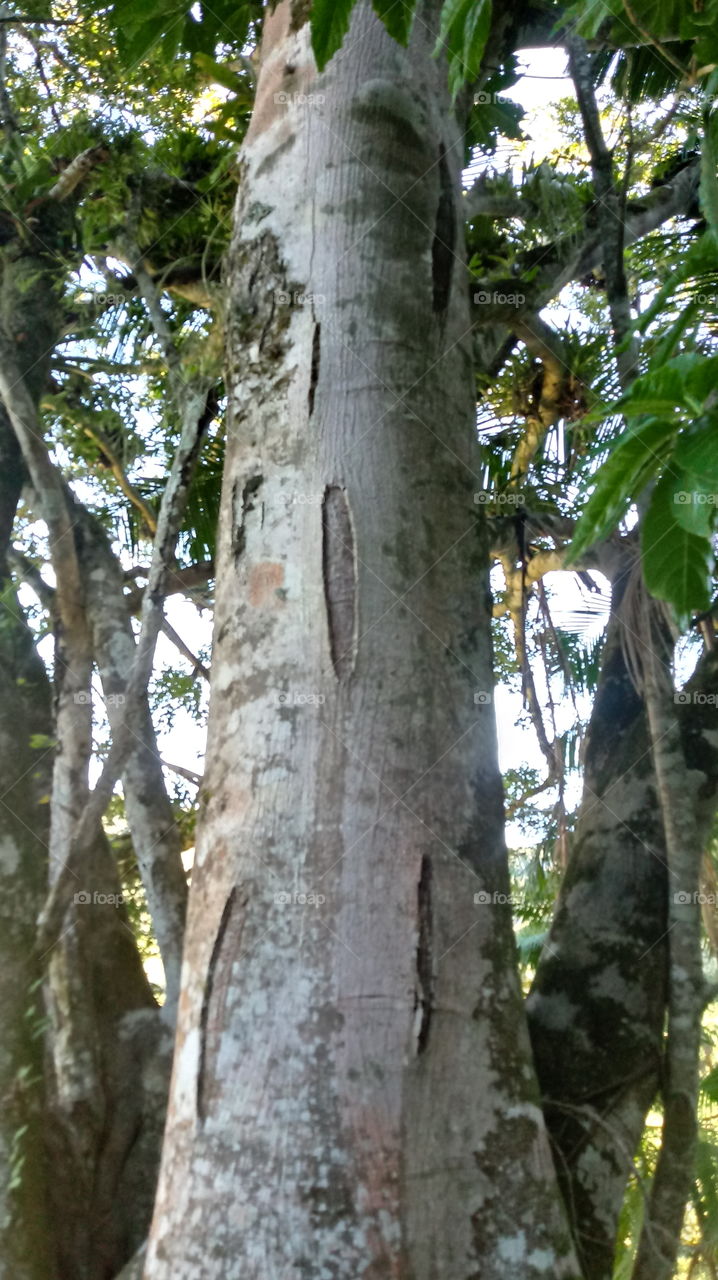 TRUNK TREE