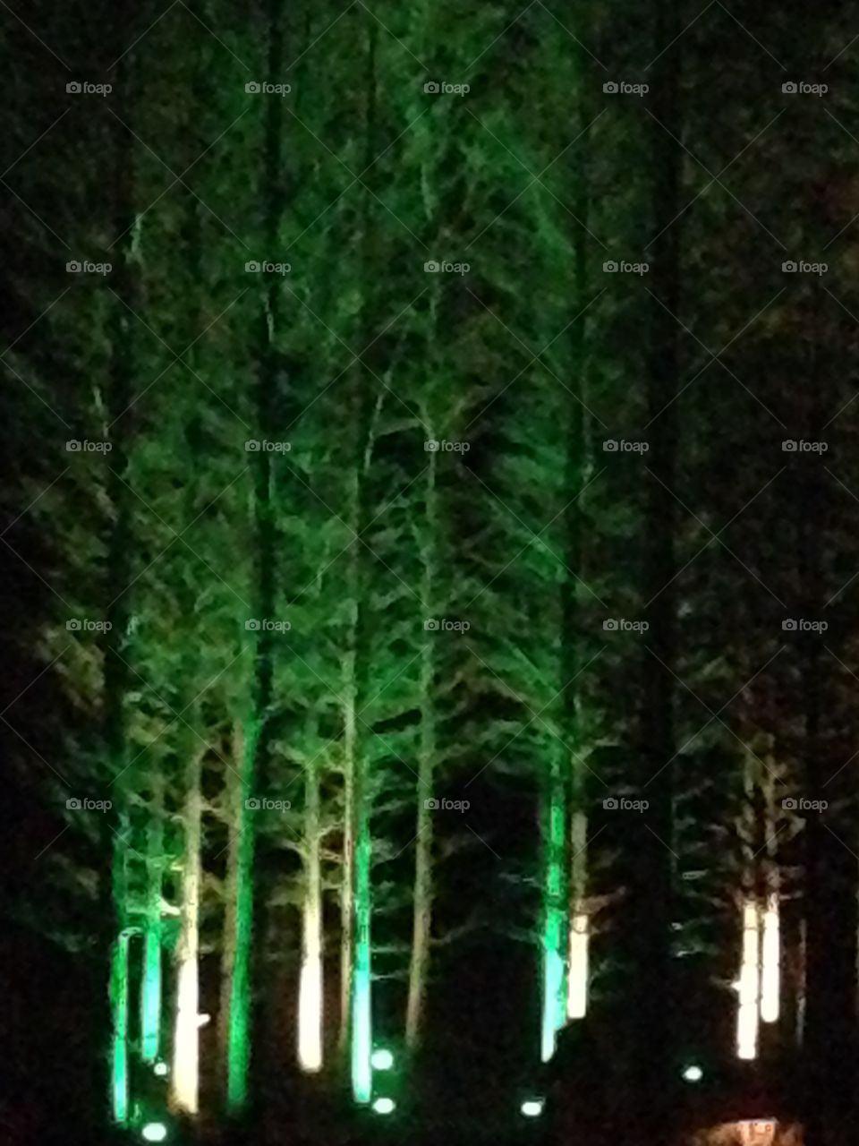 Lighted Woods