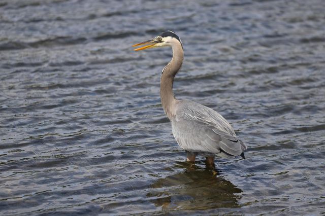 Heron in the water 