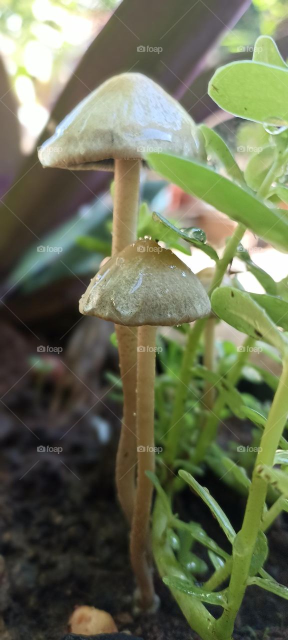 garden mushrooms