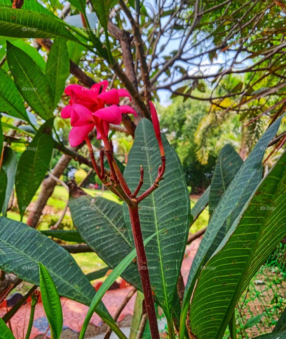 pink colour nerilium flower in a garden