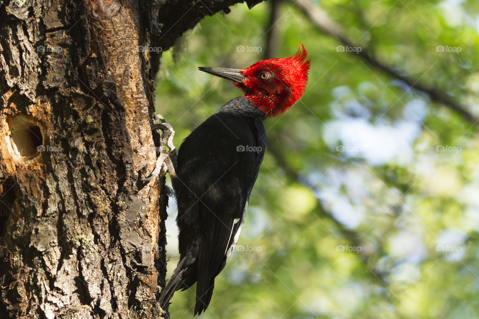 Color red - woodpecker.