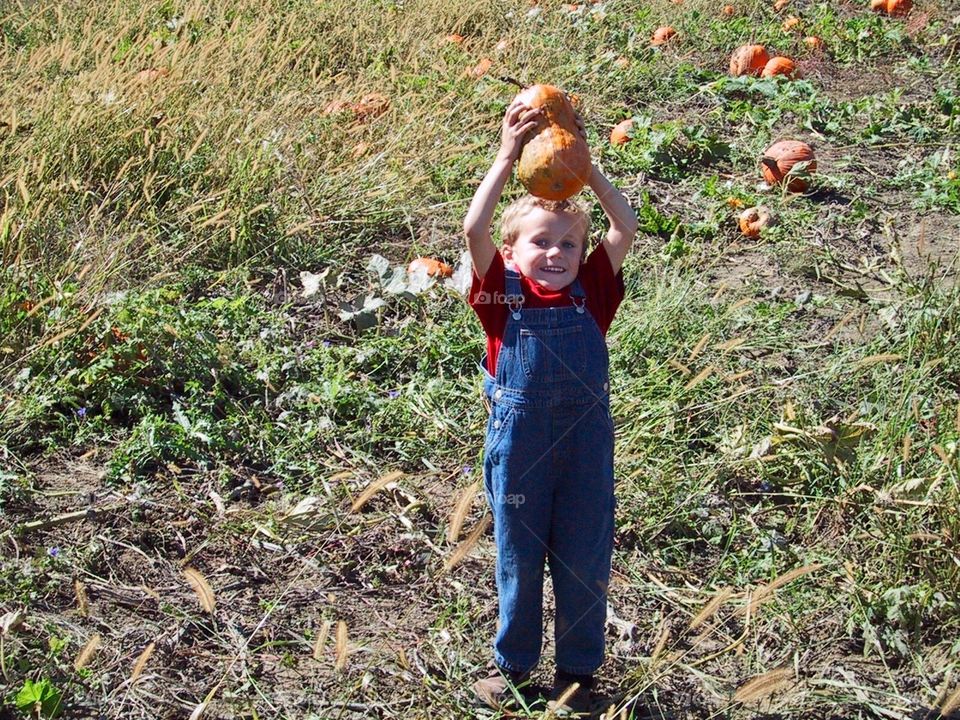 Pumpkin Picking 
