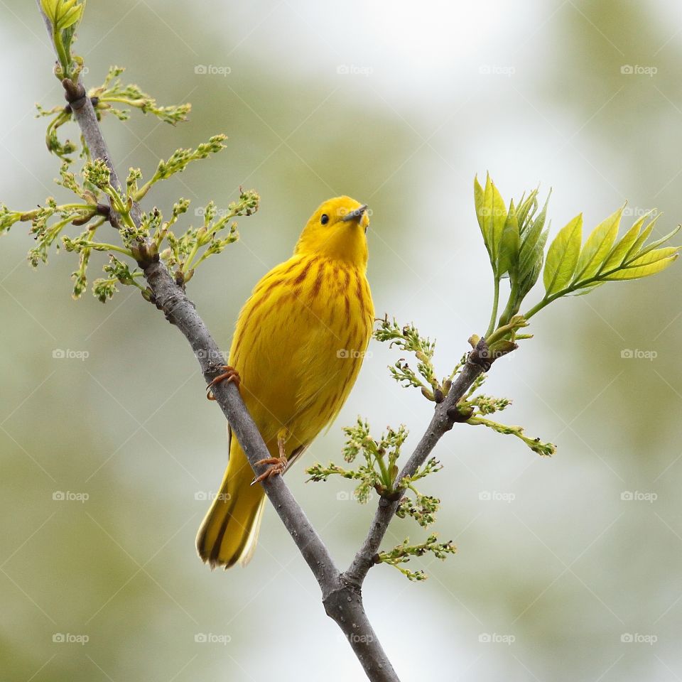 yellow warbler