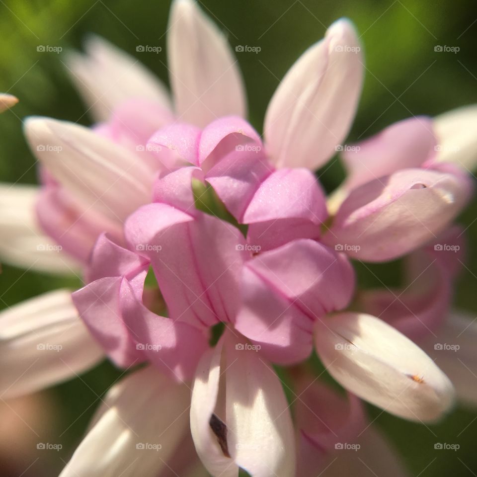 Pink flower