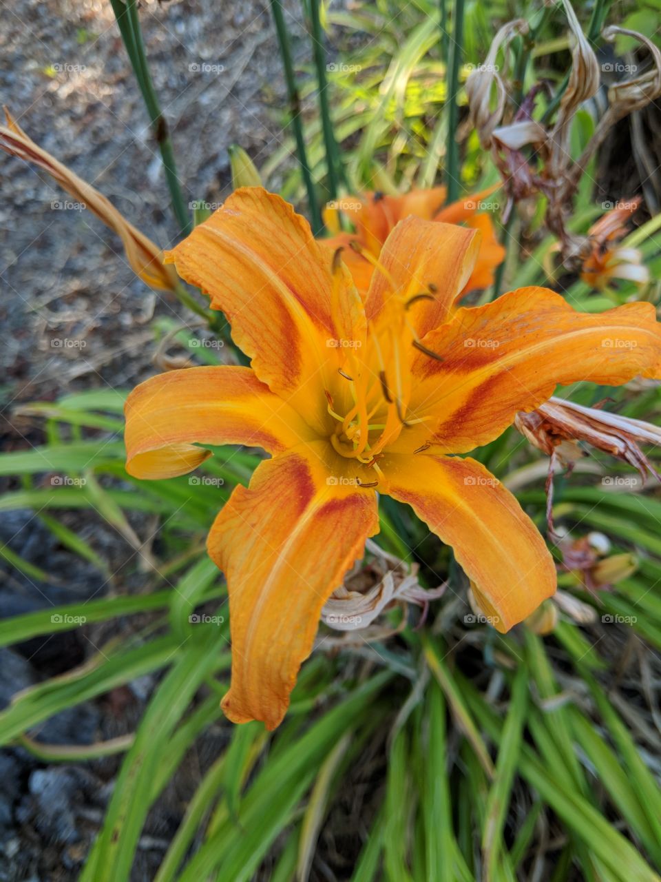 Lily in the valley