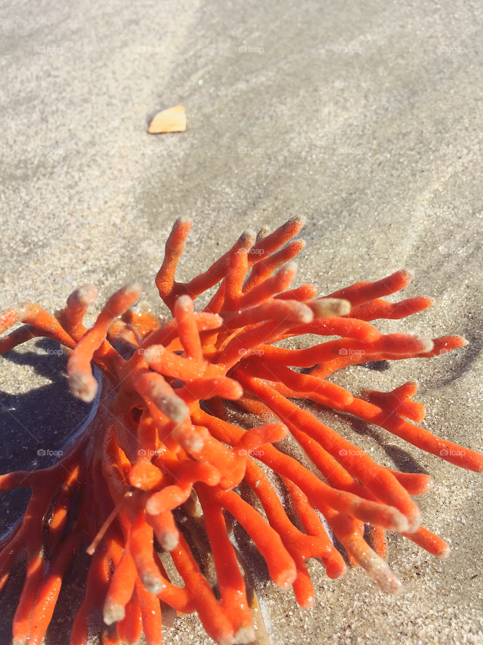 Washed up orange coral. 