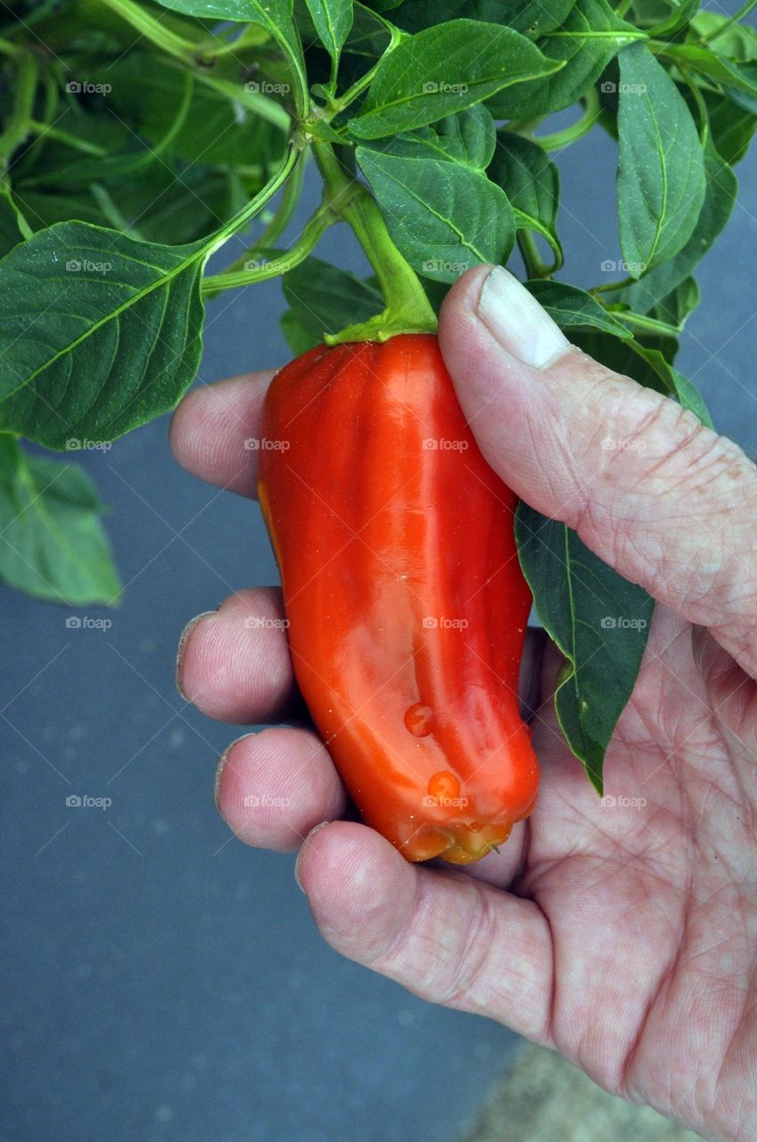 Red hot pepper