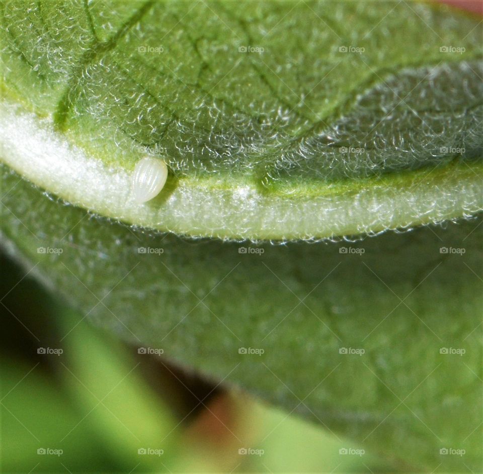 Egg of a Monarch Butterfly clearly visible on the underside of a Milkweed leaf.