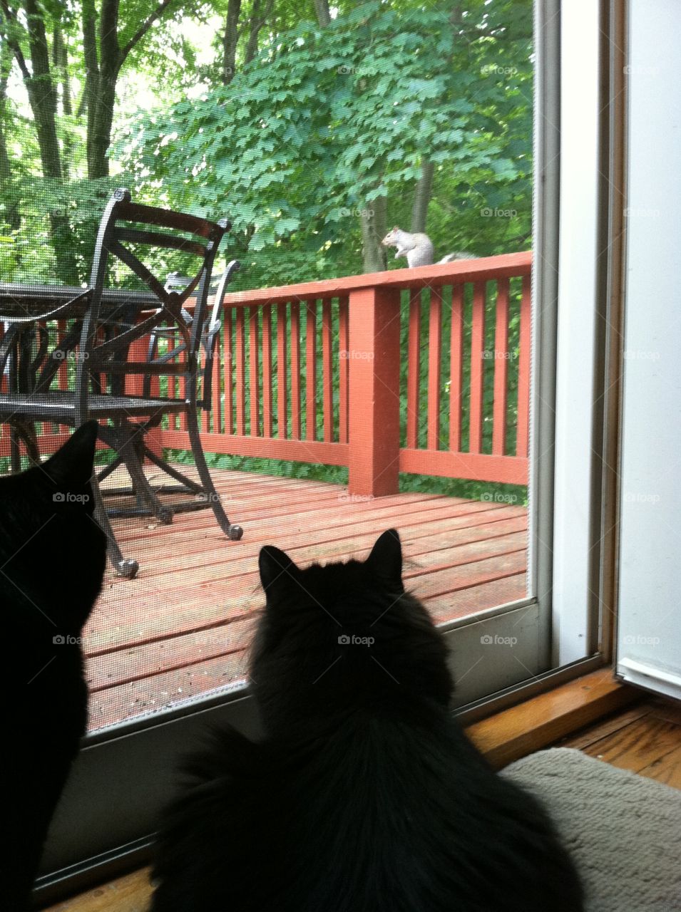 Two cats watching a squirrel 